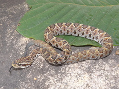 Crotalus lannomi
