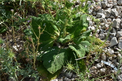 Salvia argentea