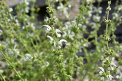 Salvia argentea
