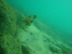 Blackfin Cardinalfish photo 3