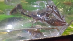 Procambarus dupratzii