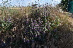 Phlomis herba-venti