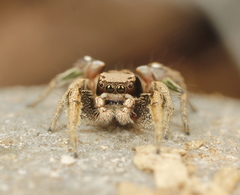 Habronattus cuspidatus