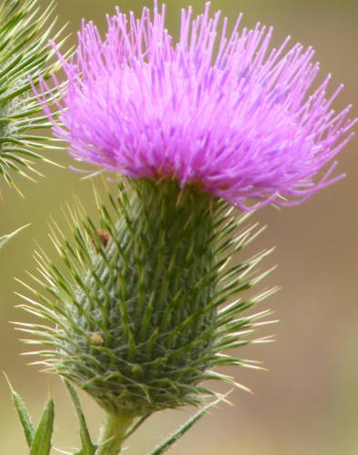 Bull Thistle (Noxious Weeds of Colorado) · iNaturalist