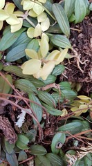 Anathallis minutalis