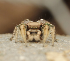 Habronattus cuspidatus