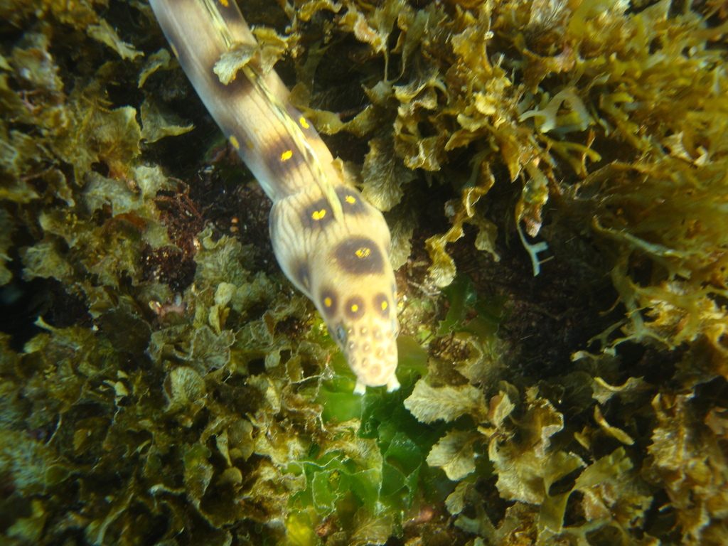 Goldspotted Eel