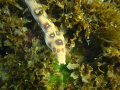 Goldspotted Eel photo 1
