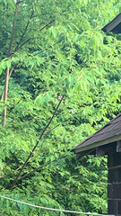 Pheucticus ludovicianus