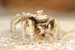 Habronattus cuspidatus