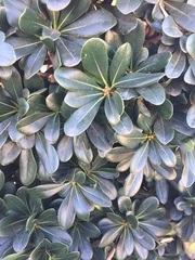 Myricaceae