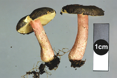 Russula roseostipitata