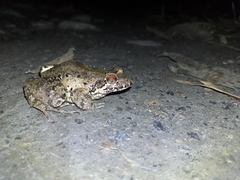 Leptodactylus colombiensis