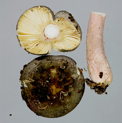 Russula roseostipitata