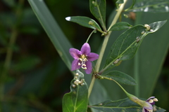 Lycium barbarum
