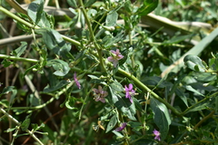 Lycium barbarum