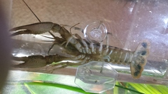 Procambarus dupratzii