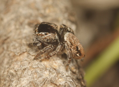 Evarcha proszynskii