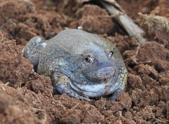 Glyphoglossus molossus