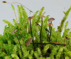 Marasmius kanukaneus
