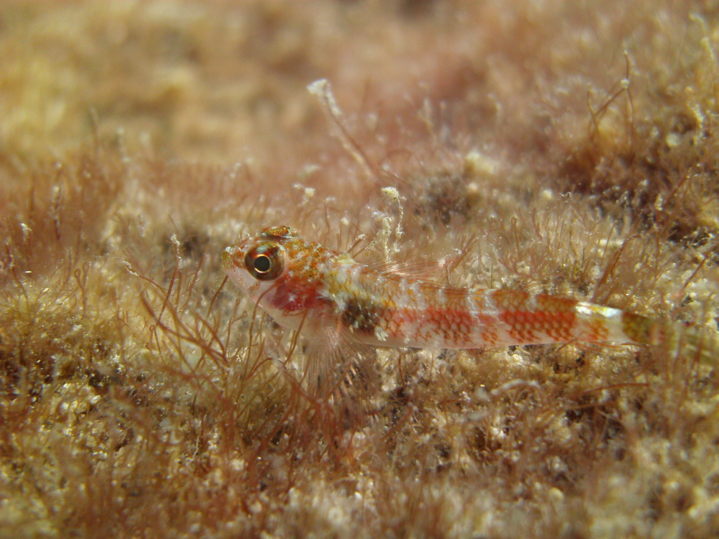 Panama-drievinslijmvis (Axoclinus lucillae) — Tripterygiidae