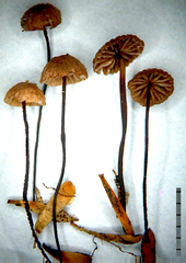 Marasmius kanukaneus