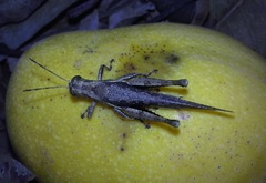 Abracris flavolineata