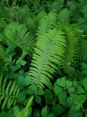 Matteuccia struthiopteris