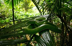 Trimeresurus vogeli