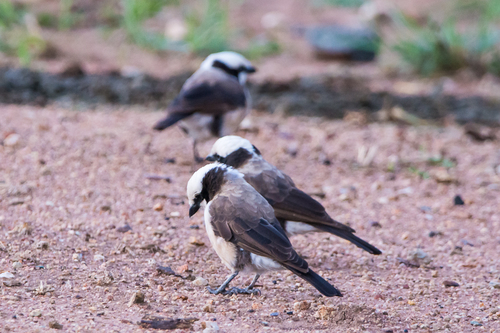 White-rumped Shrike