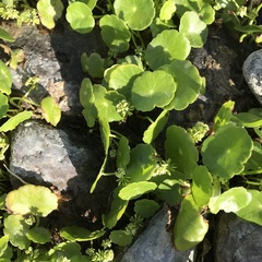 Hydrocotyle prolifera
