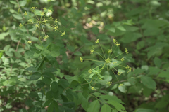 Taenidia integerrima