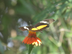 Heliconius hortense