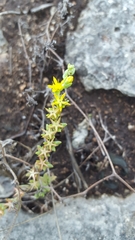 Sedum nuttallii