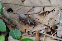 Myrmekiaphila
