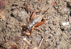 Miogryllus