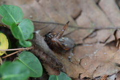 Myrmekiaphila