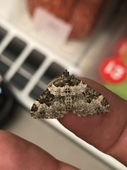 Xanthorhoe fluctuata