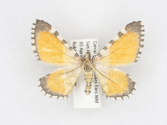 Stamnodes tessellata