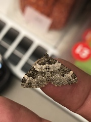 Xanthorhoe fluctuata