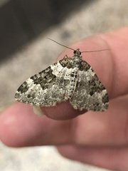 Xanthorhoe fluctuata