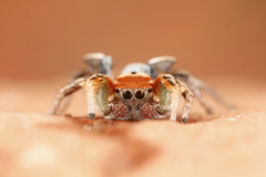 Habronattus arcalorus