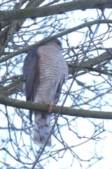 Accipiter nisus