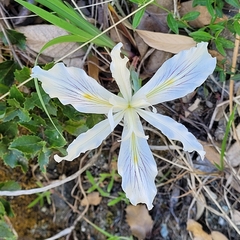 Iris tenuissima