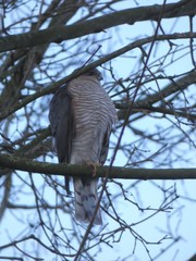 Accipiter nisus