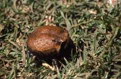 Breviceps