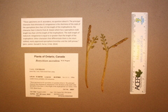 Botrychium ascendens