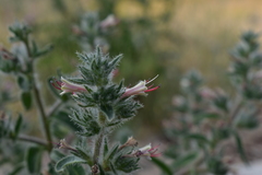 Echium asperrimum