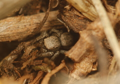 Habronattus altanus