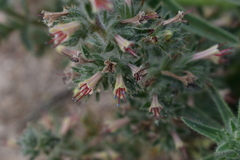 Echium asperrimum